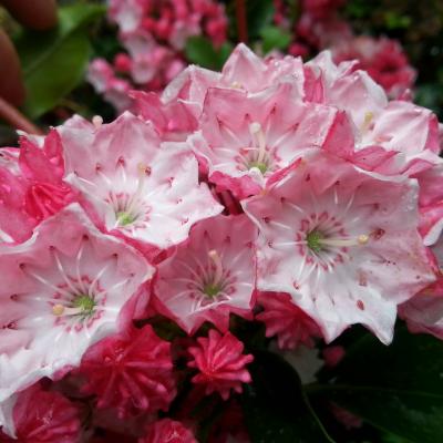 Kalmia latifolia 'Hearts Desire'