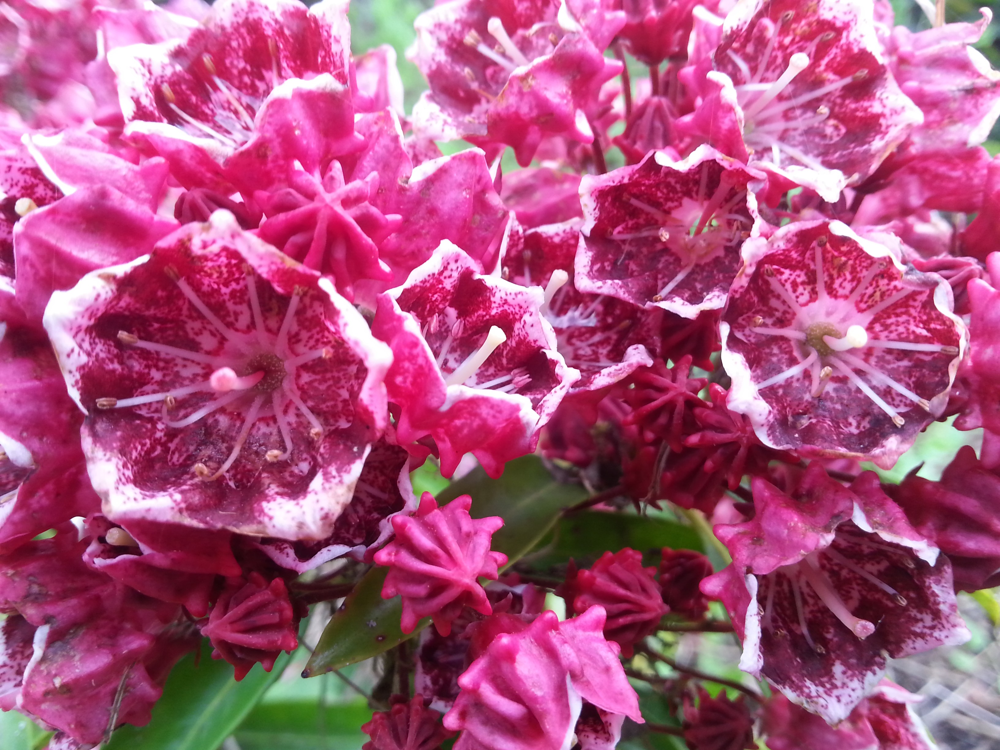 Kalmia latifolia 'Kaleidoscope'