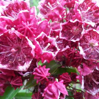 Kalmia latifolia 'Kaleidoscope'