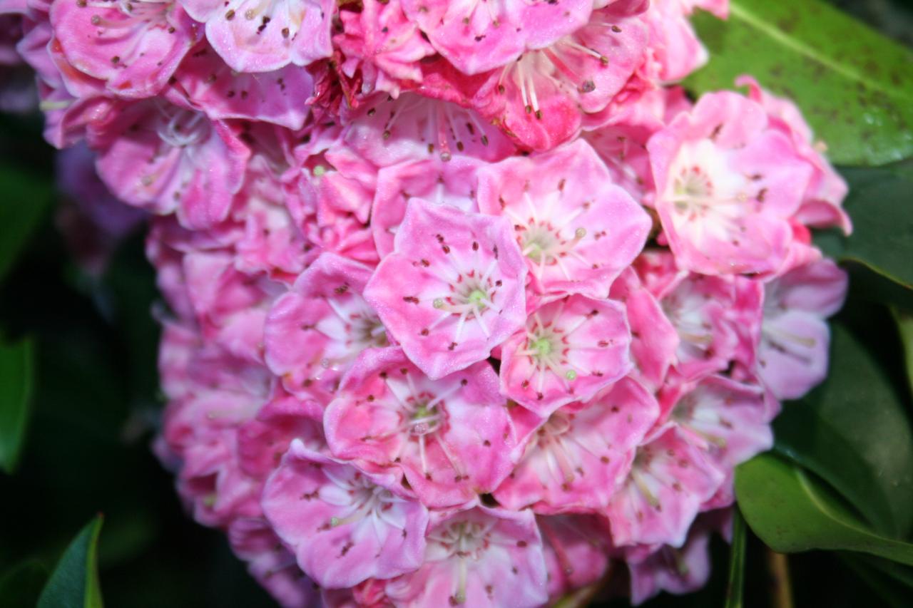 Kalmia latifolia 'Bridesmaid'