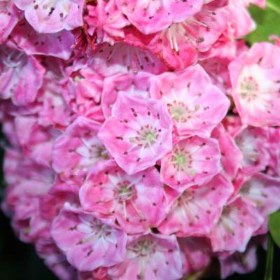 Kalmia latifolia 'Bridesmaid'