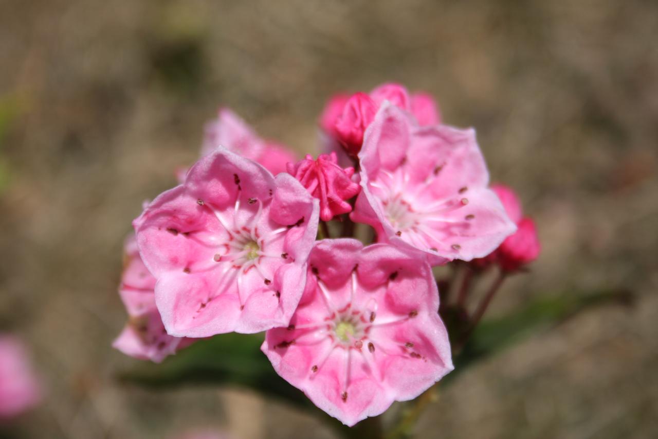 Kalmia 'Ewa' (latifolia)