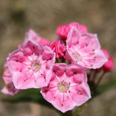 Kalmia 'Ewa' (latifolia)