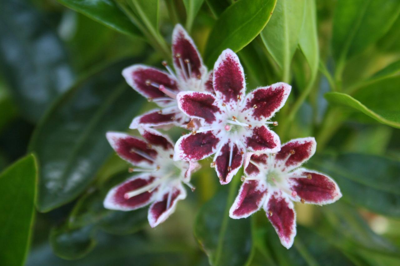 Kalmia 'Galaxy' (latifolia ssp. polypetala)