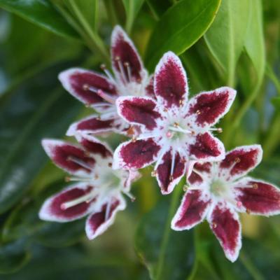 Kalmia 'Galaxy' (latifolia ssp. polypetala)