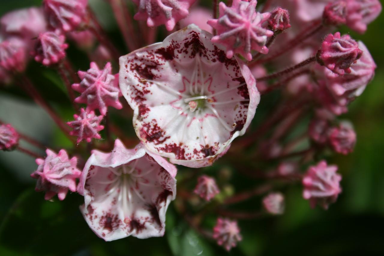 Kalmia latifolia 'Ginkona'