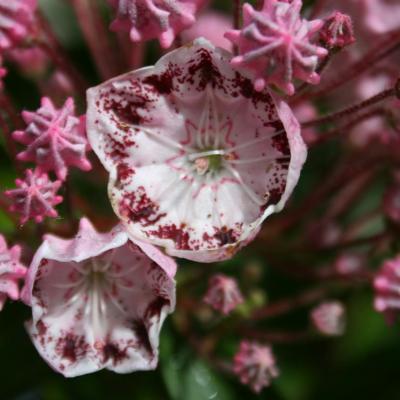 Kalmia latifolia 'Ginkona'