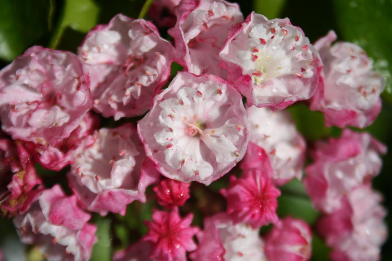 Kalmia latifolia 'Madeline'