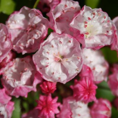 Kalmia latifolia 'Madeline'