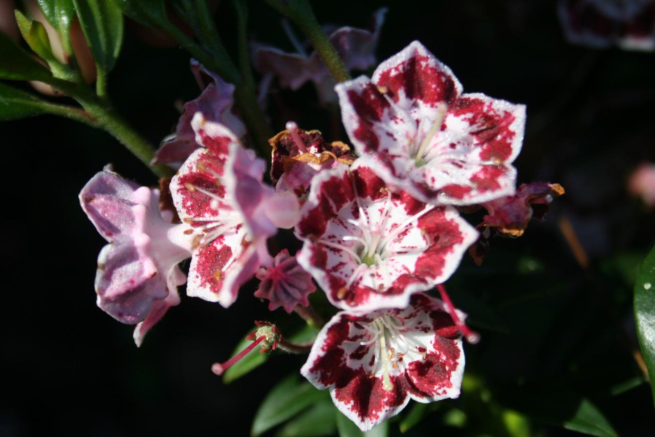 Kalmia latifolia 'Minuet'