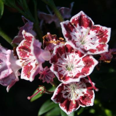 Kalmia latifolia 'Minuet'