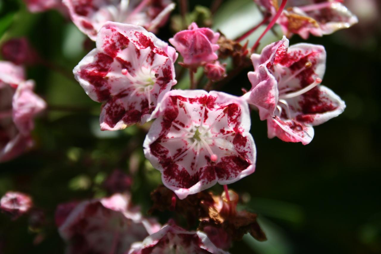 Kalmia latifolia 'Nipmuck'