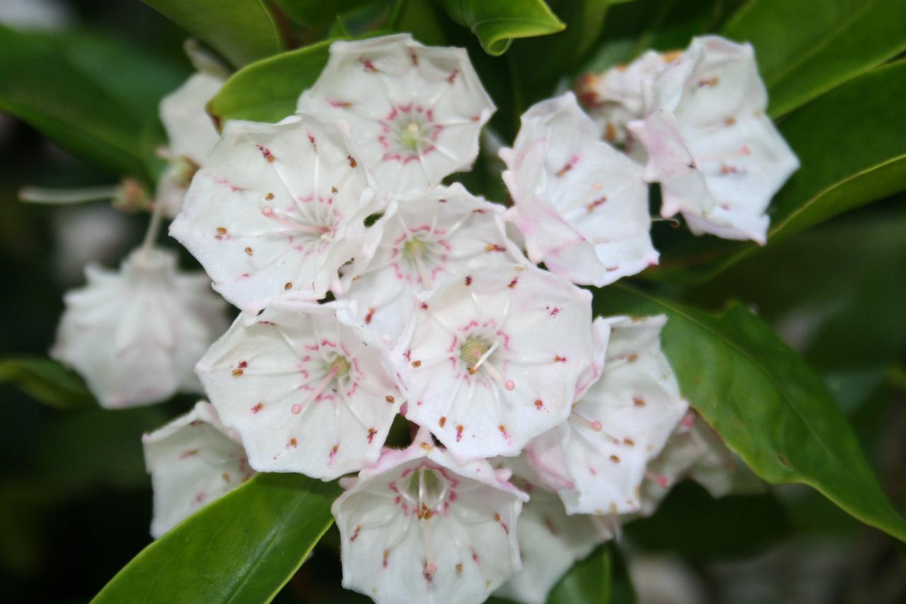 Kalmia latifolia 'Olympic Fire'