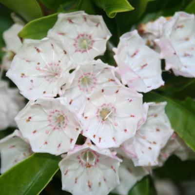 Kalmia latifolia 'Olympic Fire'