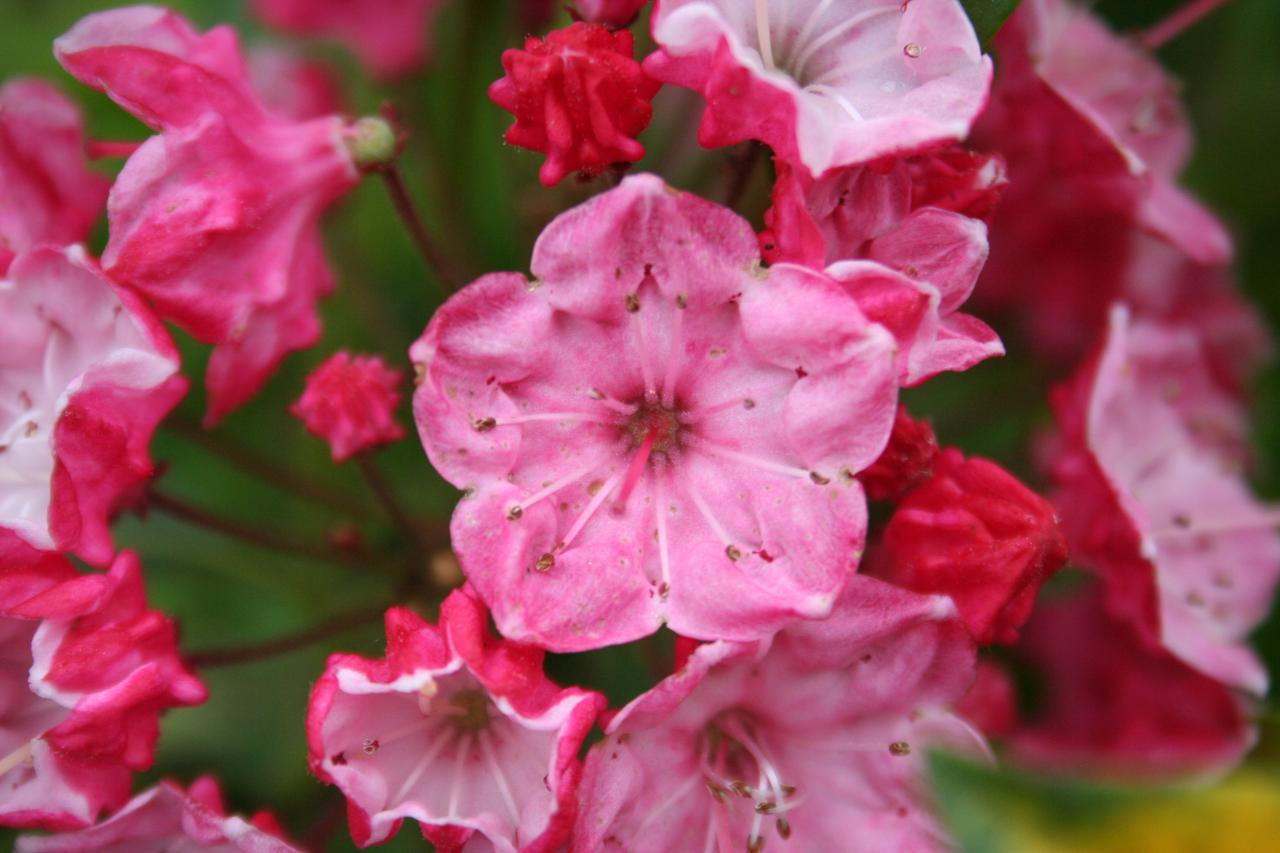 Kalmia latifolia 'Ostbo Red'