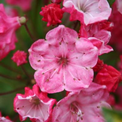 Kalmia latifolia 'Ostbo Red'