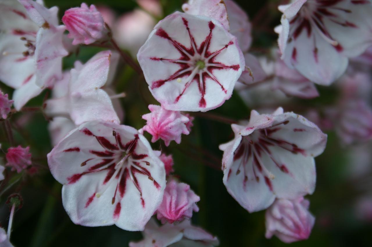 Kalmia latifolia 'Peppermint'