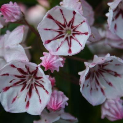 Kalmia latifolia 'Peppermint'