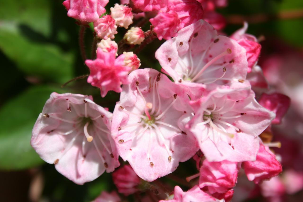 Kalmia latifolia 'Pink Frost'