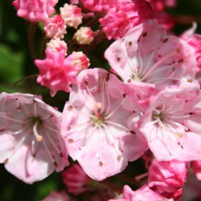 Kalmia latifolia 'Pink Frost'