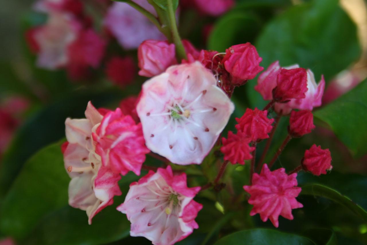 Kalmia latifolia 'Raspberry Glow'