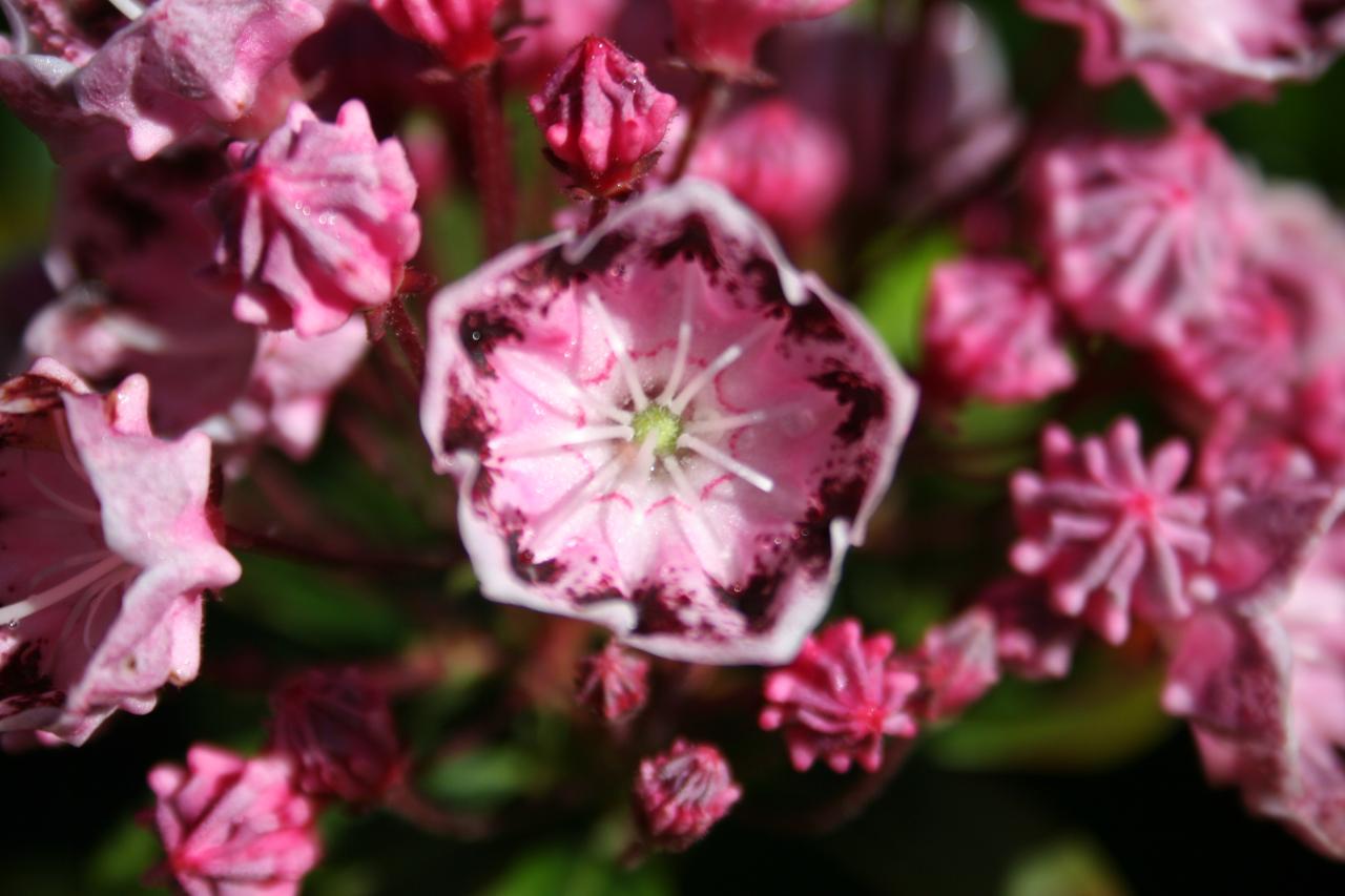 Kalmia latifolia 'Raspberry Glow'-5.