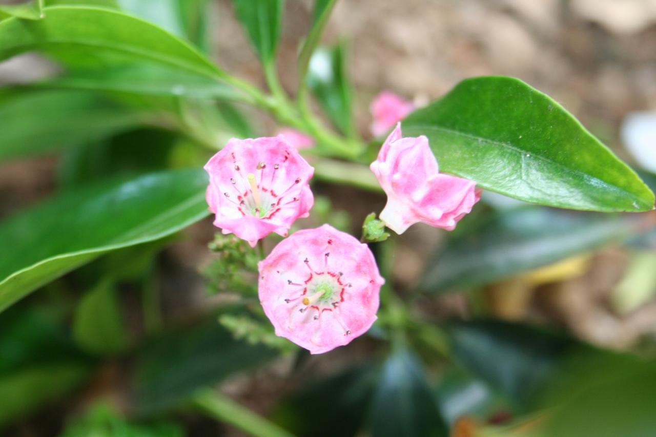Kalmia latifolia 'Sarah'