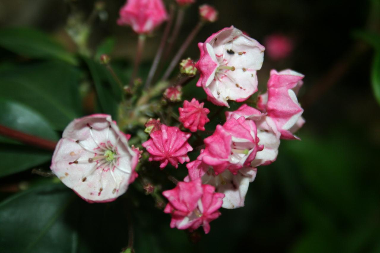 Kalmia 'Freckles' (latifolia ssp. fuscata)