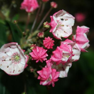 Kalmia 'Freckles' (latifolia ssp. fuscata)