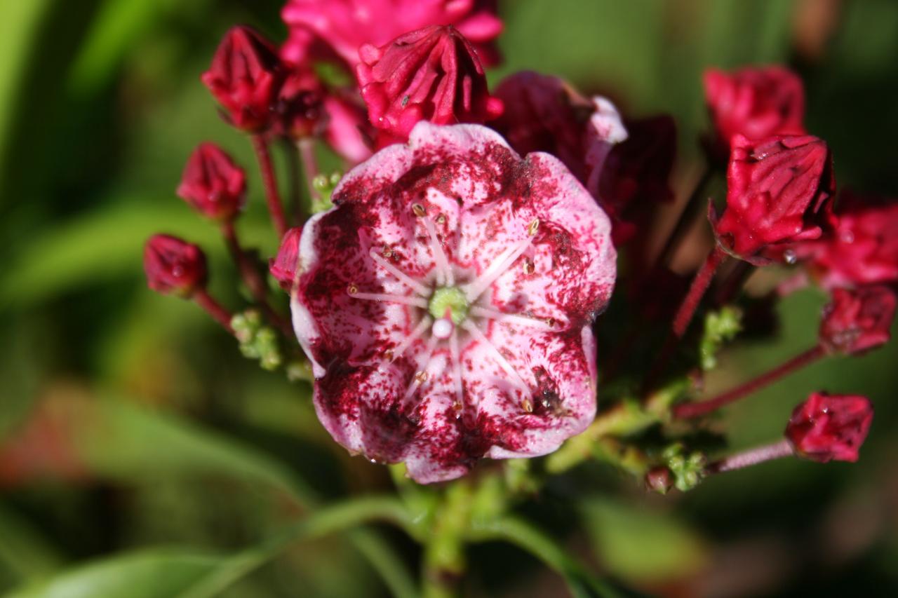 Kalmia latifolia 'Kaleidoscope'