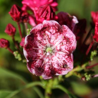 Kalmia latifolia 'Kaleidoscope'