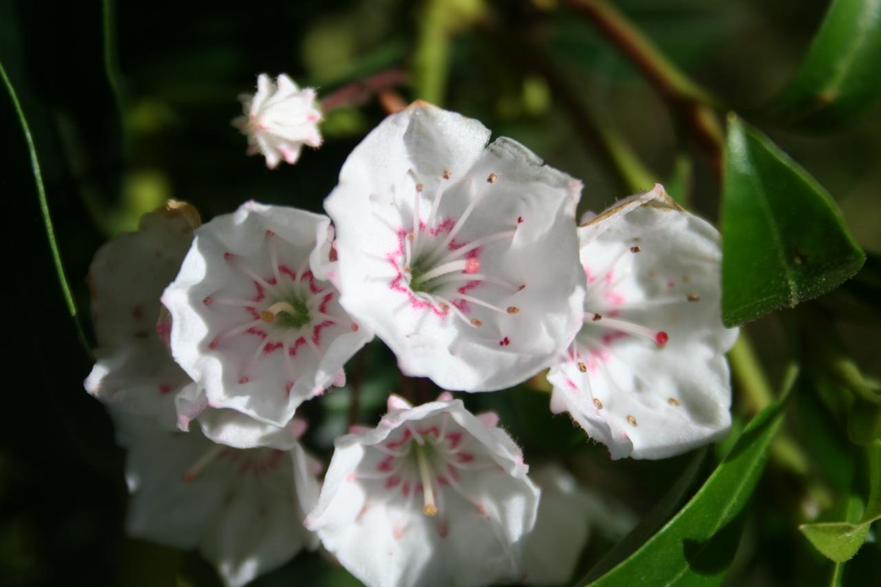 Kalmia 'Elf' (latifolia ssp. myrtifolia)