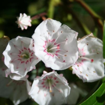 Kalmia 'Elf' (latifolia ssp. myrtifolia)