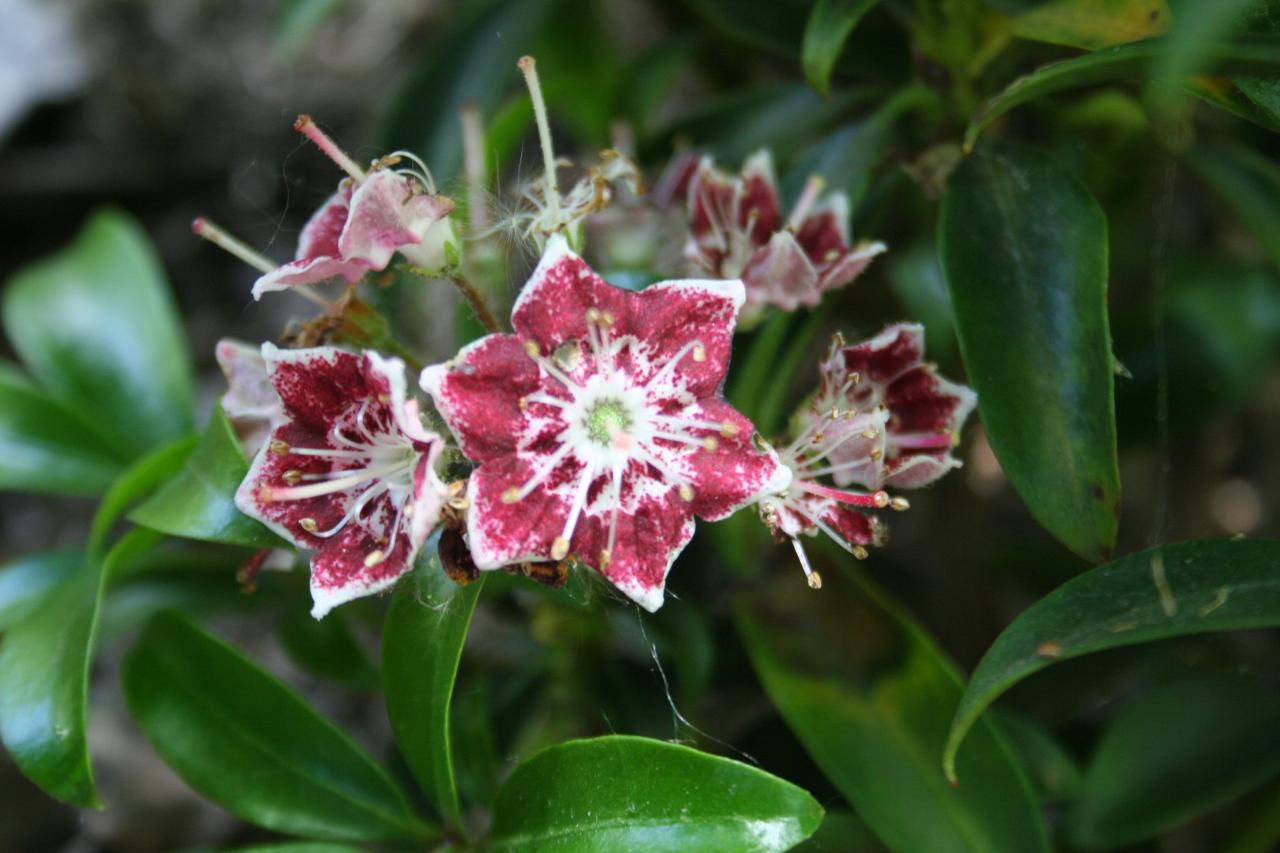 Kalmia latifolia ssp. myrtifolia-fuscata 'Starburst'