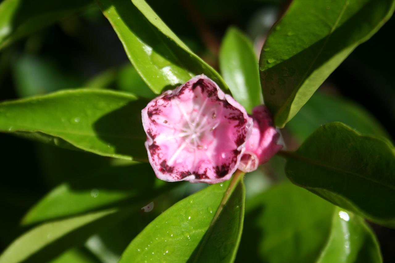 Kalmia latifolia 'Tad'