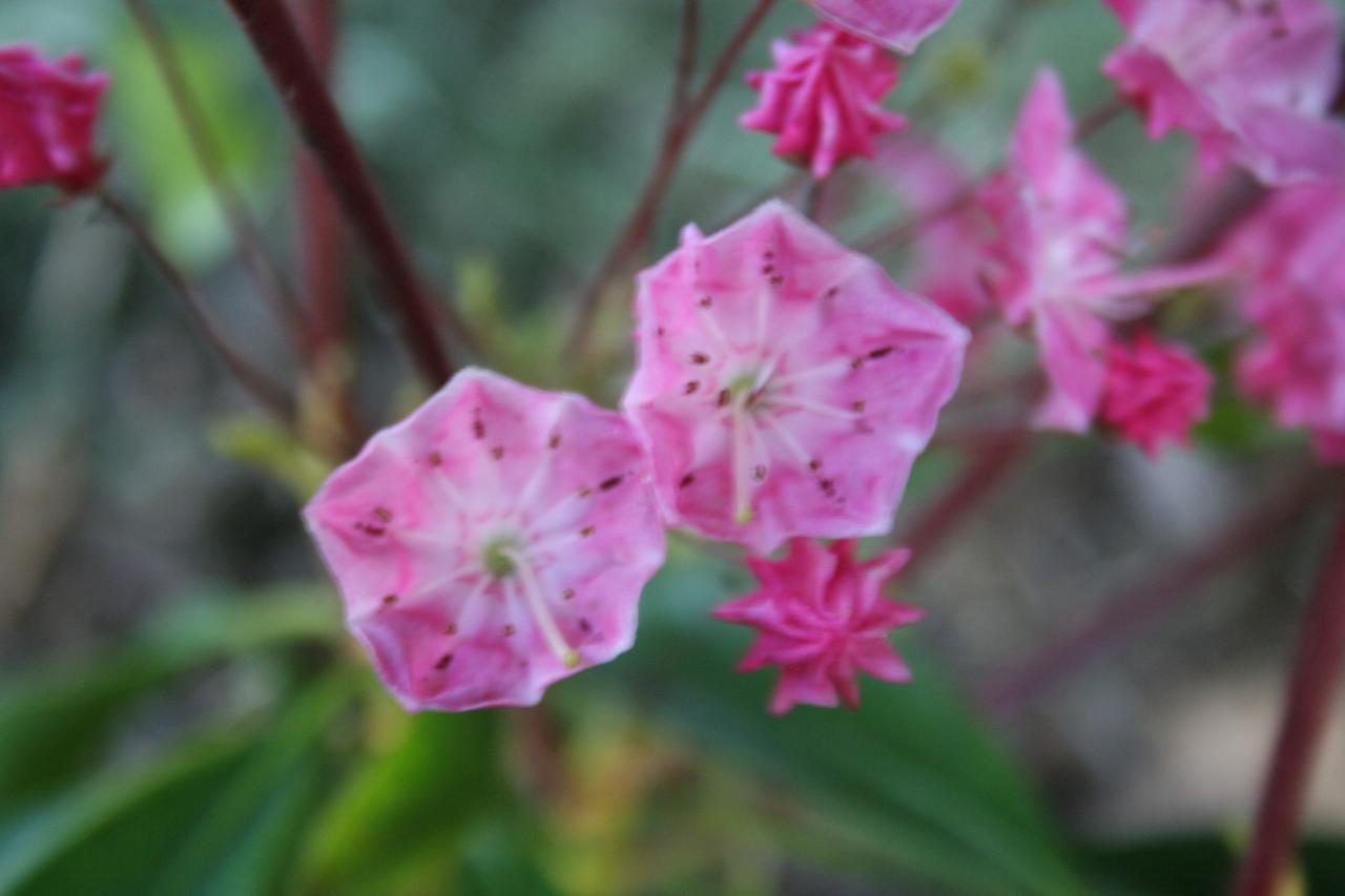 Kalmia latifolia 'You Can'