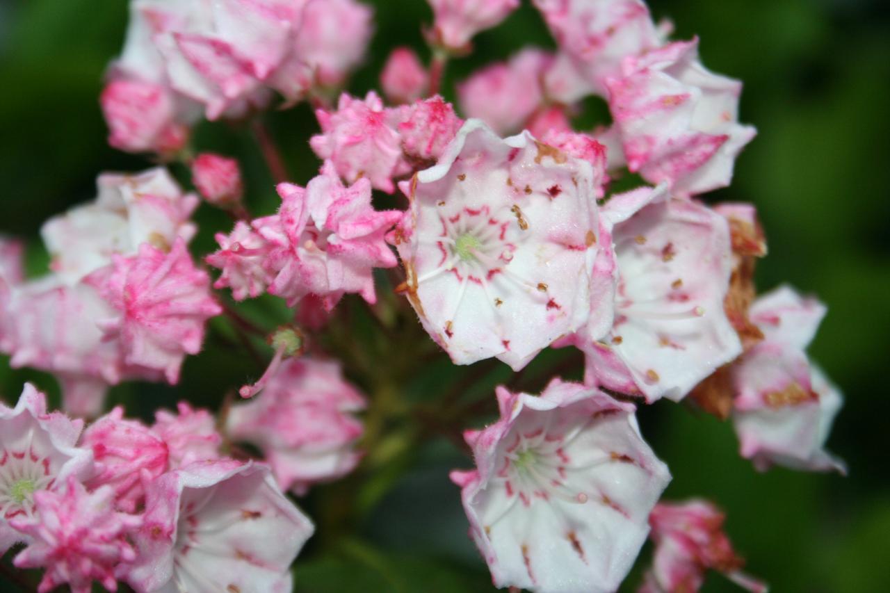 Kalmia latifolia.