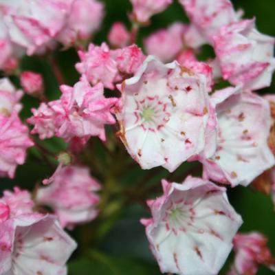 Kalmia (bot.) latifolia