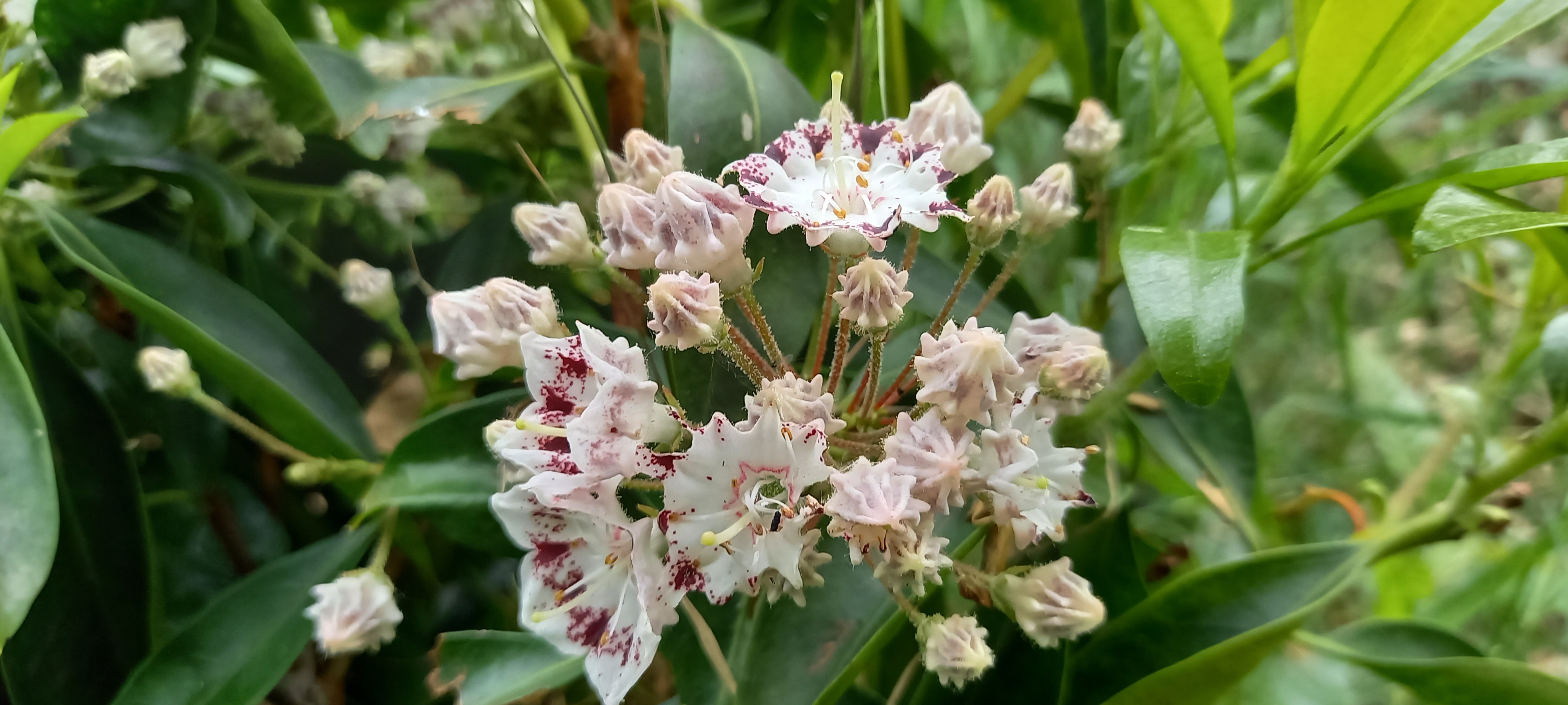 Kalmia latifolia 'Nani'