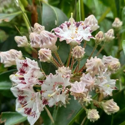 Kalmia latifolia 'Nani'