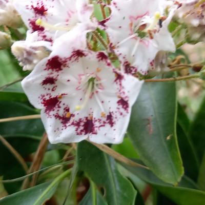 Kalmia latifolia 'Nani'