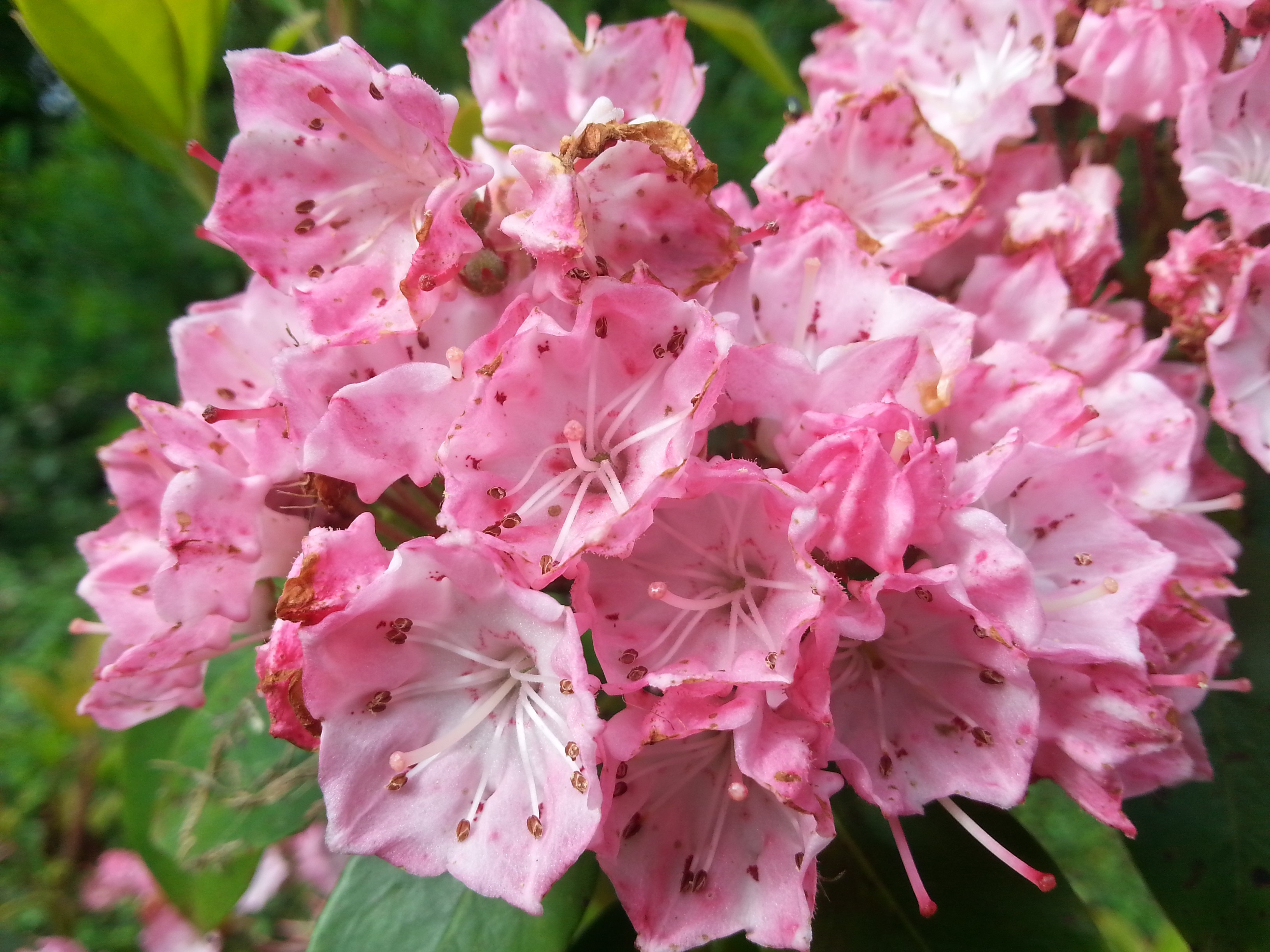 Kalmia latifolia 'Olympic Wedding '