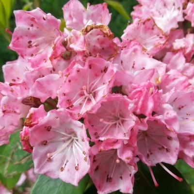 Kalmia latifolia 'Olympic Wedding '