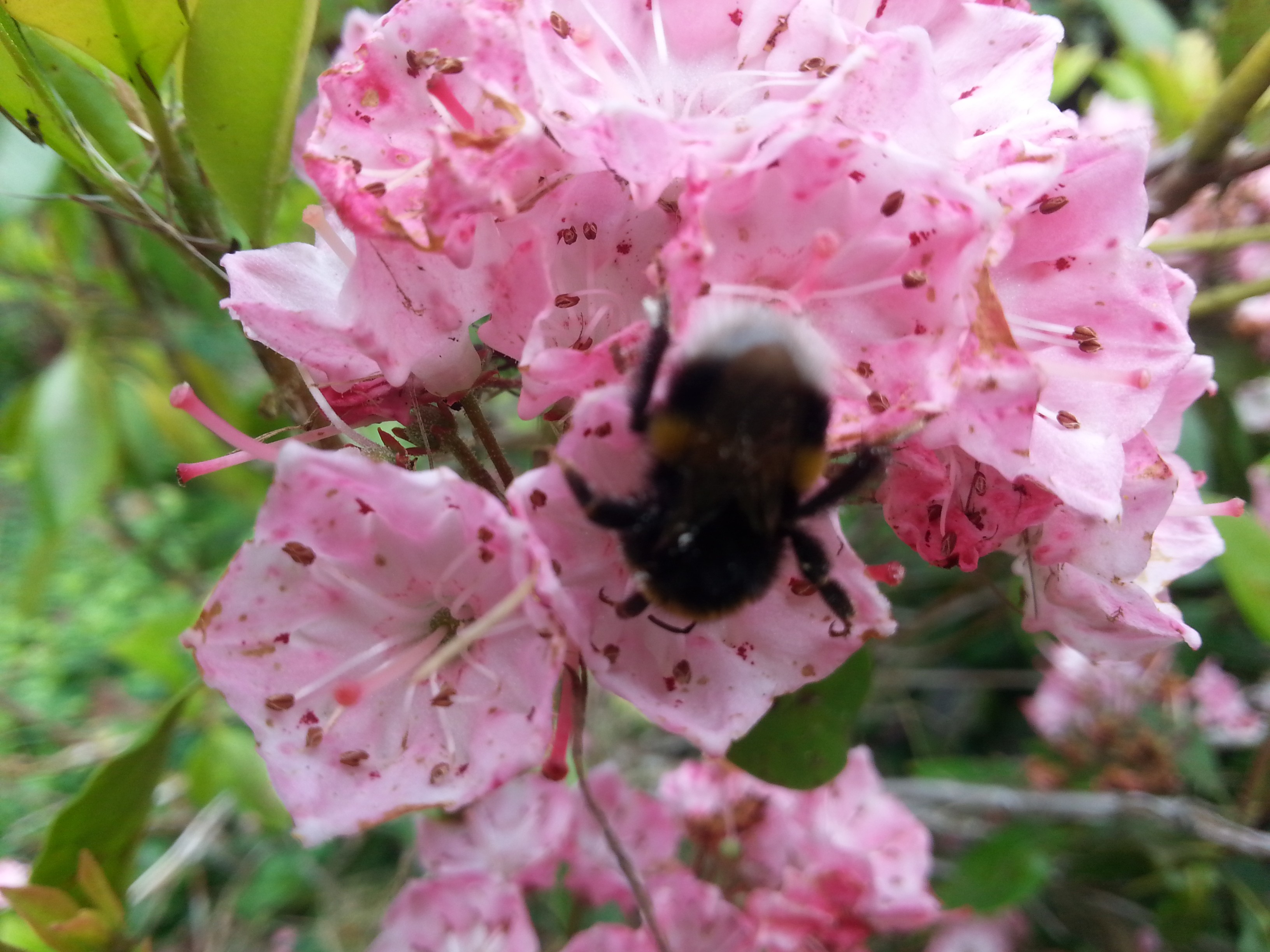 Kalmia latifolia 'Olympic Wedding '