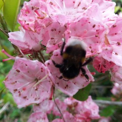 Kalmia latifolia 'Olympic Wedding '