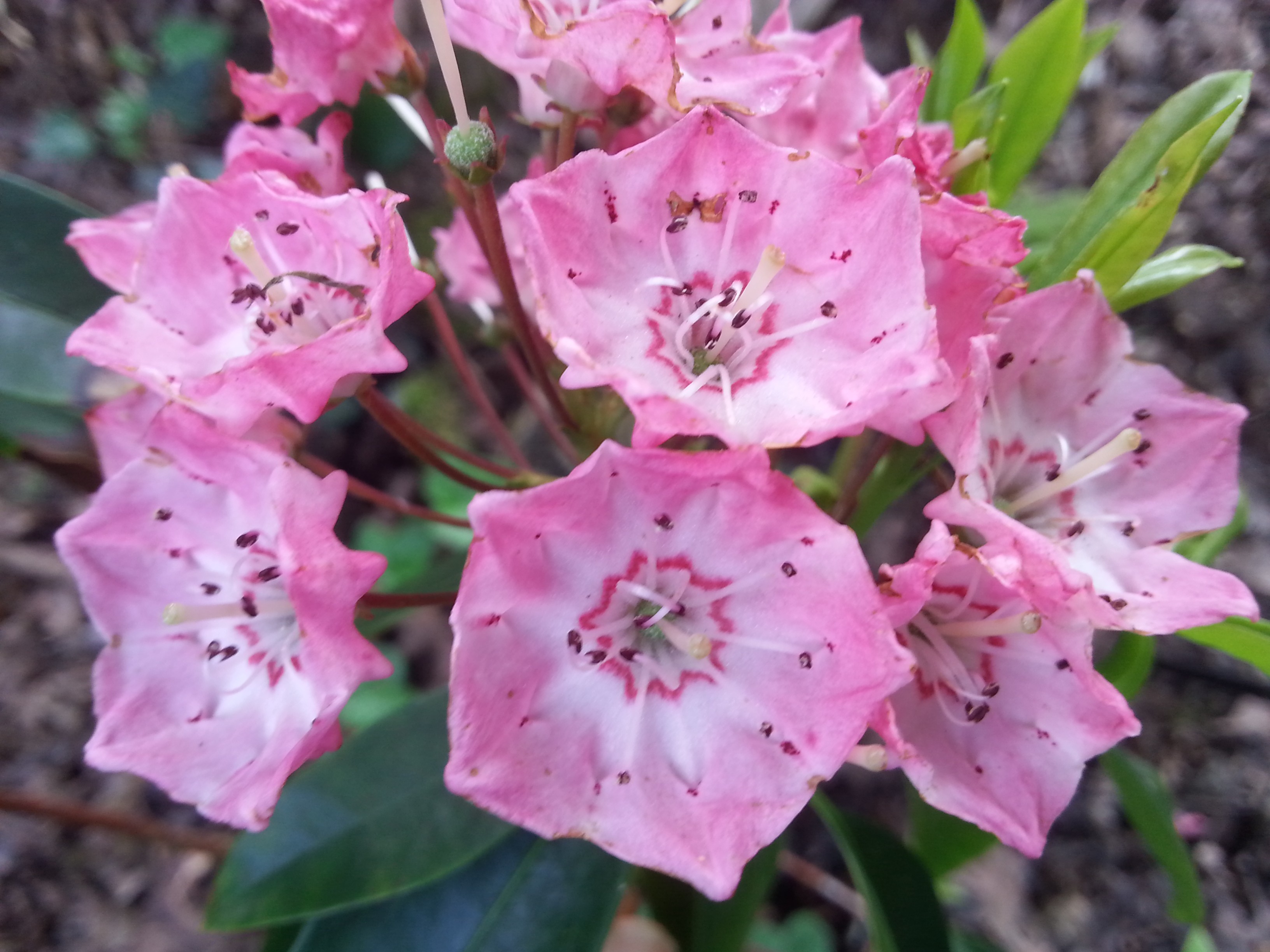 Kalmia latifolia 'Pink Charm'