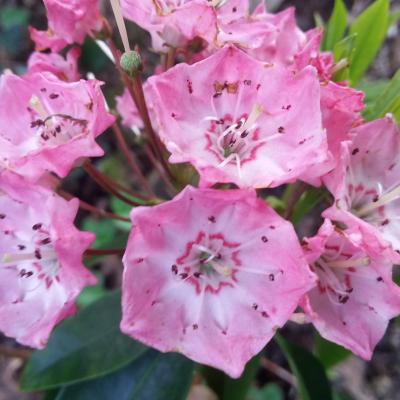 Kalmia latifolia 'Pink Charm'