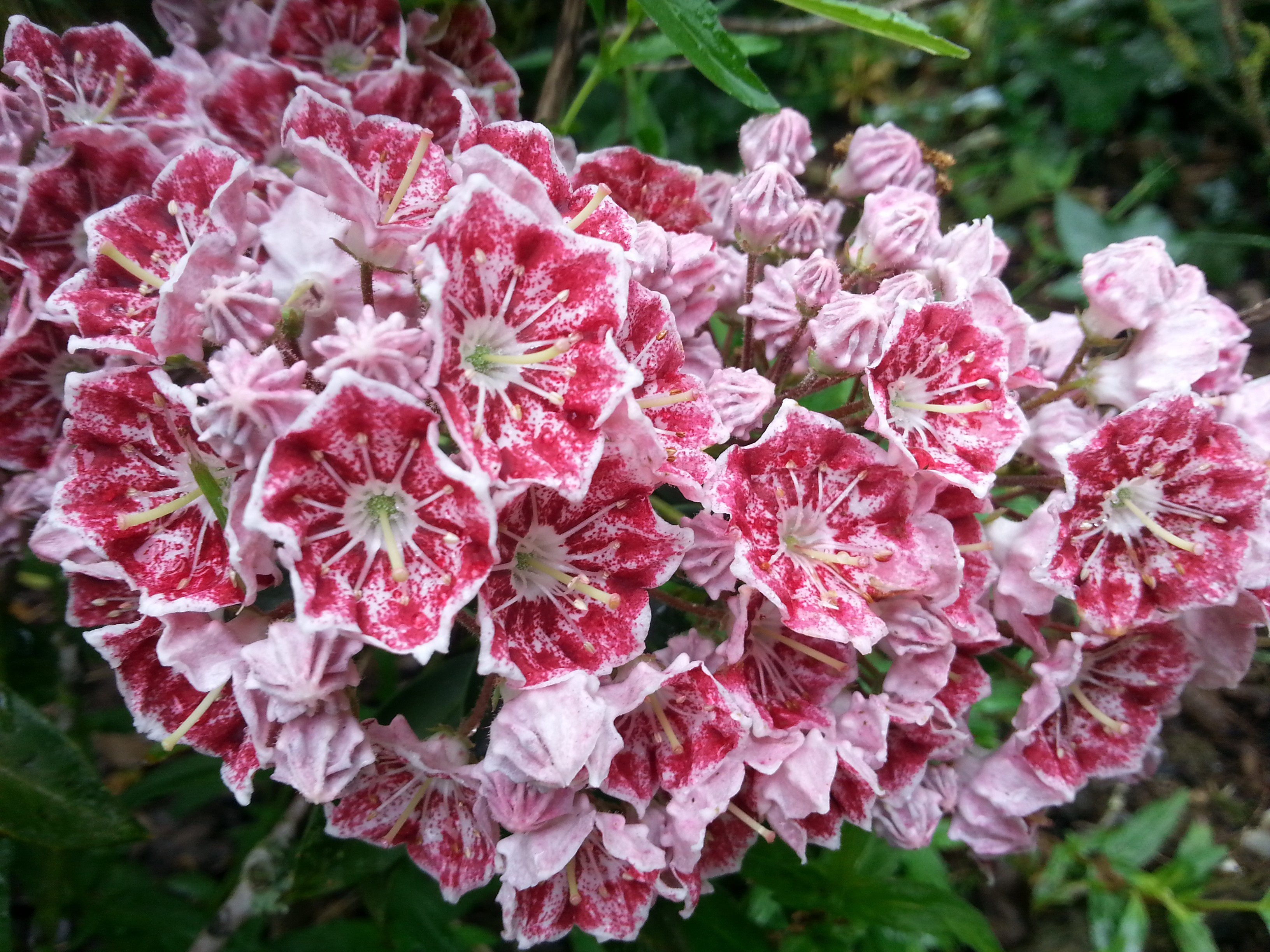 Kalmia latifolia 'Pinwheel'