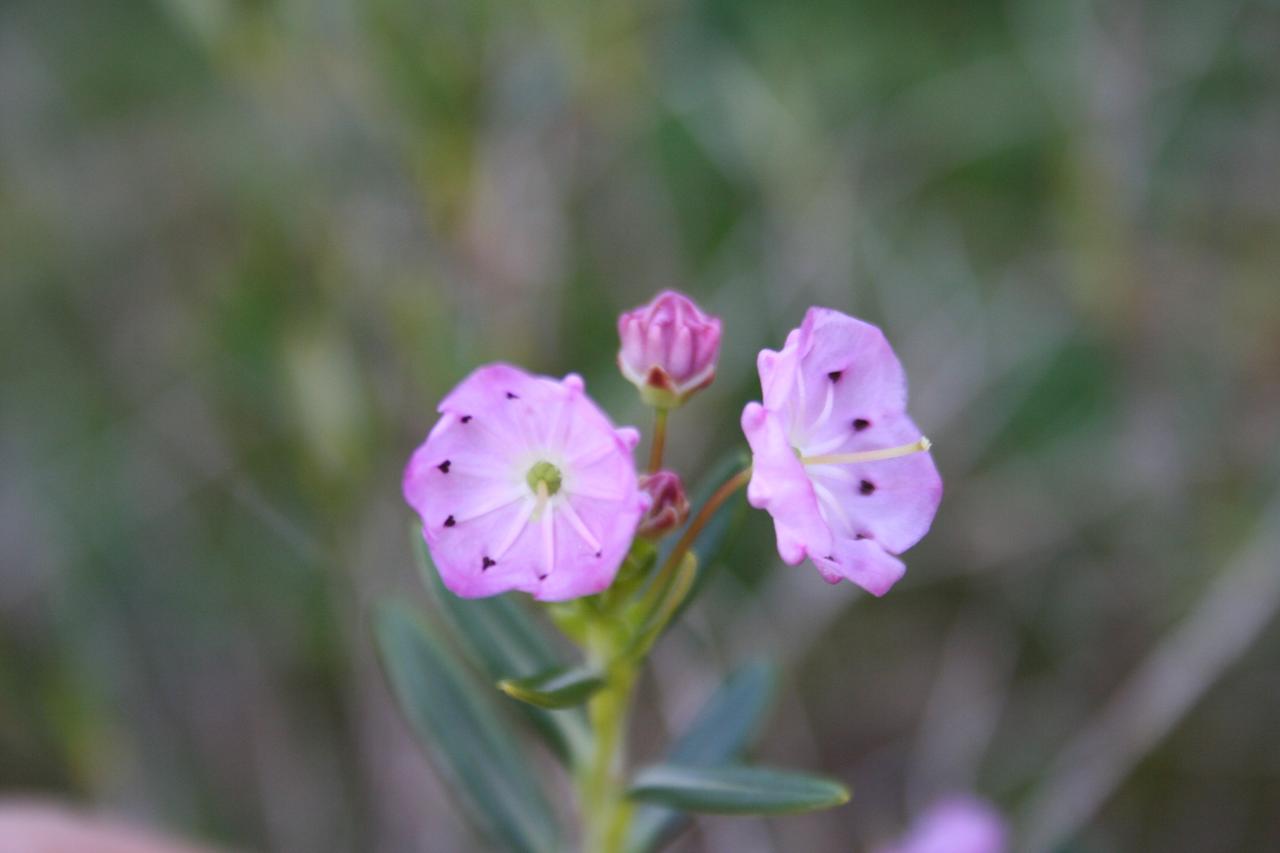 Kalmia (bot.) polifolia