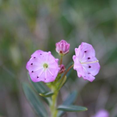 Kalmia (bot.) polifolia